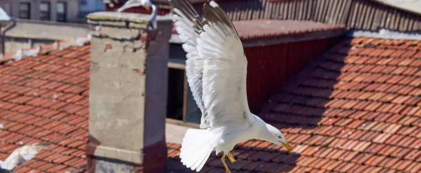 Residential Chimney Animal Removal Solution in Washington, IL